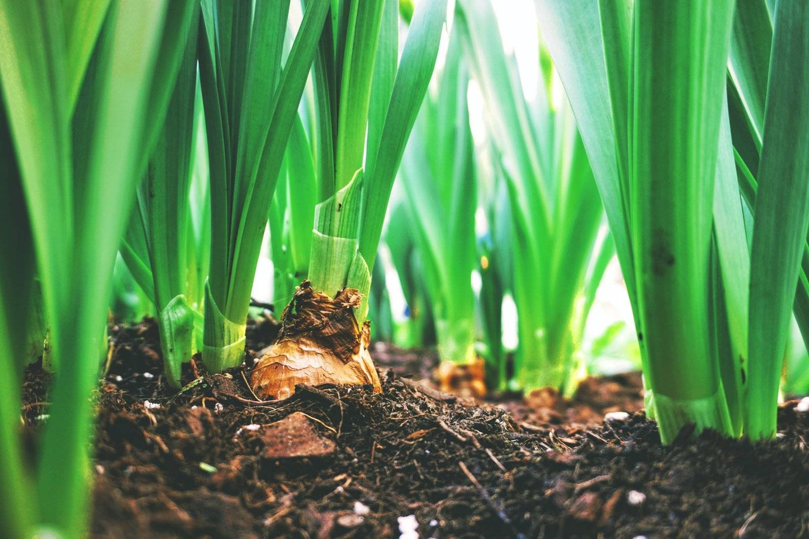 spring wallpaper