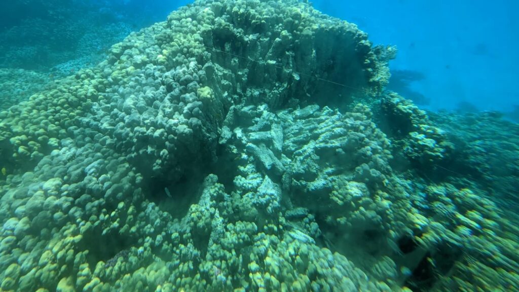 Korallenriff im roten Meer, Hurghada, Ägypten